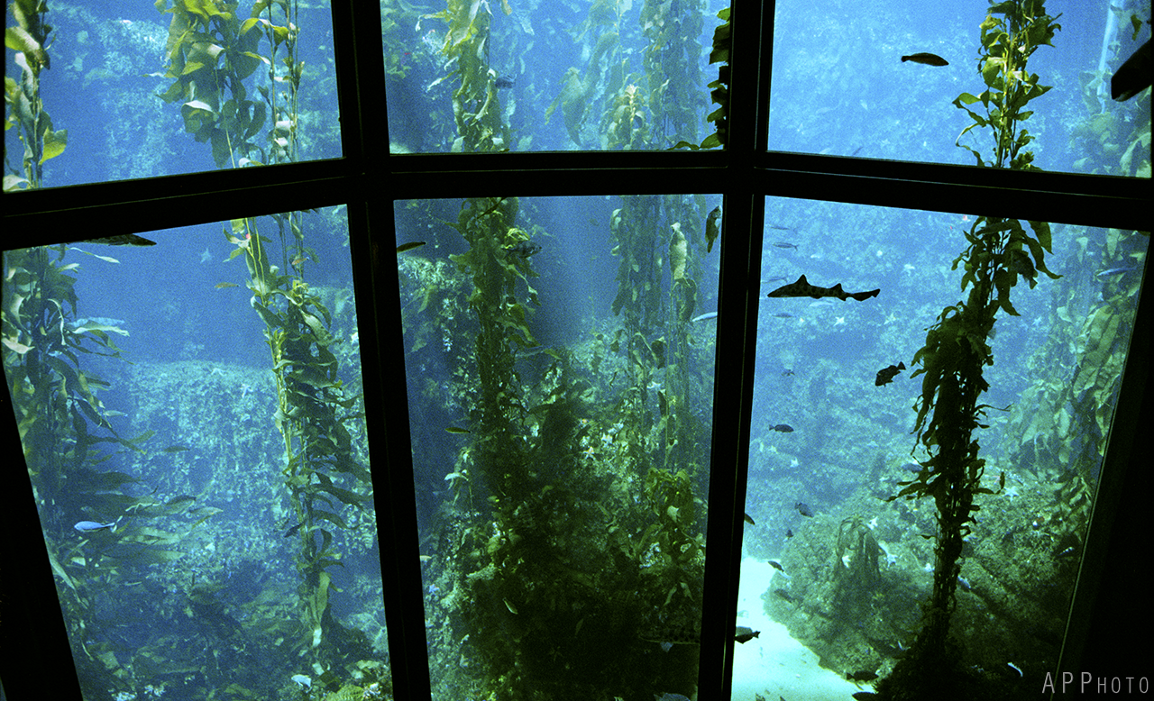 Monterey Aquarium 4