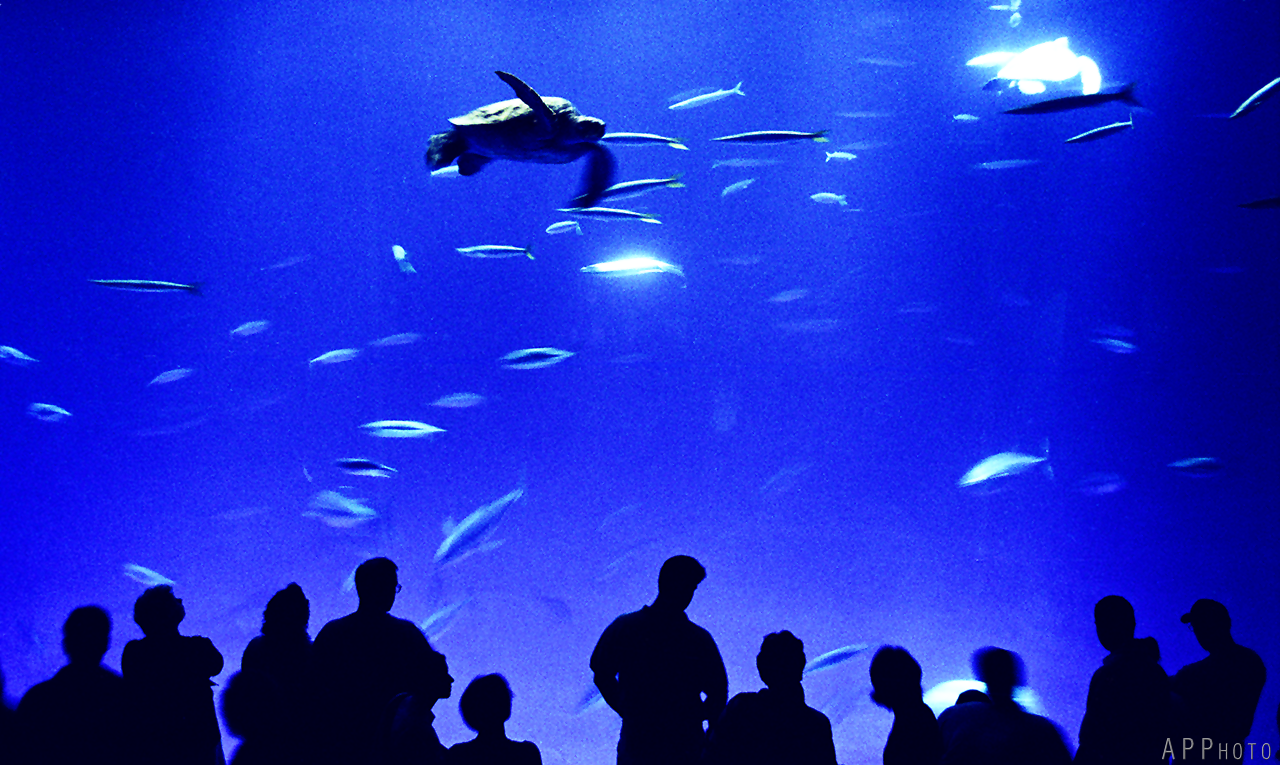 Monterey Aquarium 5