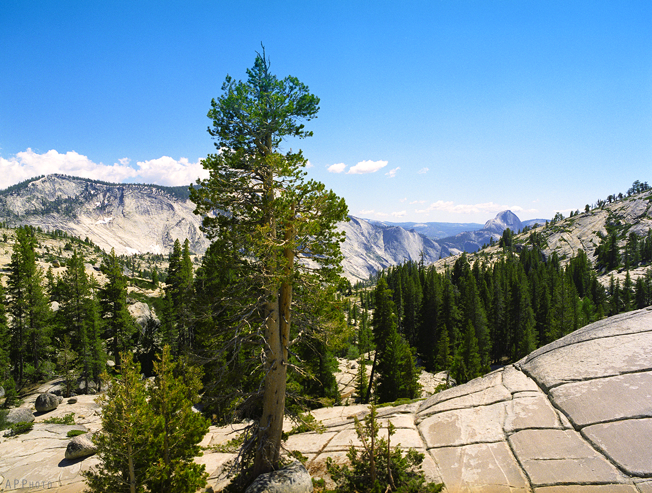 Yosemite Tioga Pass 14